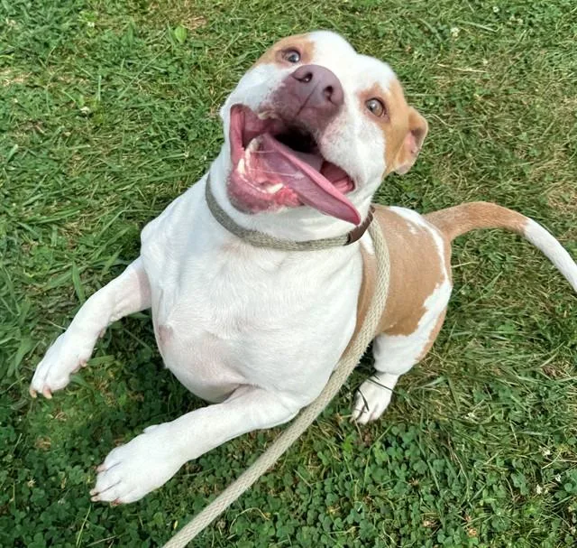 An adult medium-sized male Staffordshire Bull Terrier dog named Gary for adoption in Olivette, MO