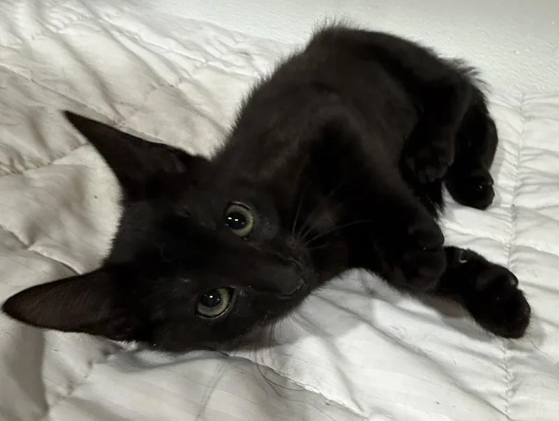 A baby small-sized male Black Domestic Short Hair cat named Gus for adoption in Jackson, GA