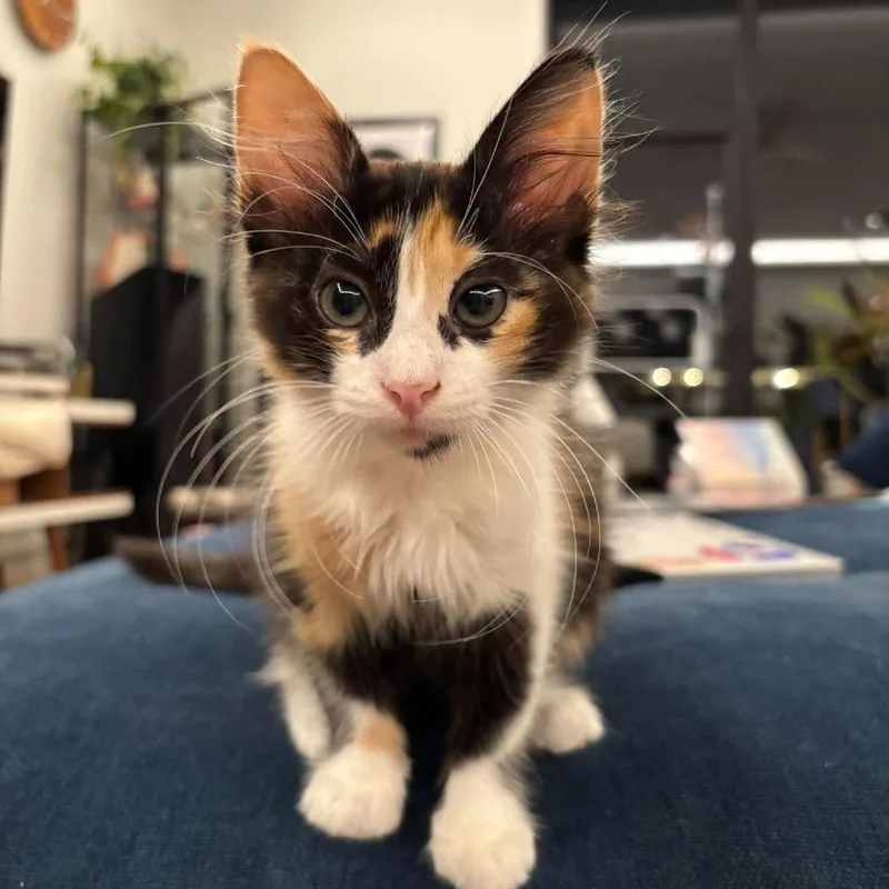 A baby small-sized female Domestic Medium Hair cat named Kimchi for adoption in Plainfield, IL