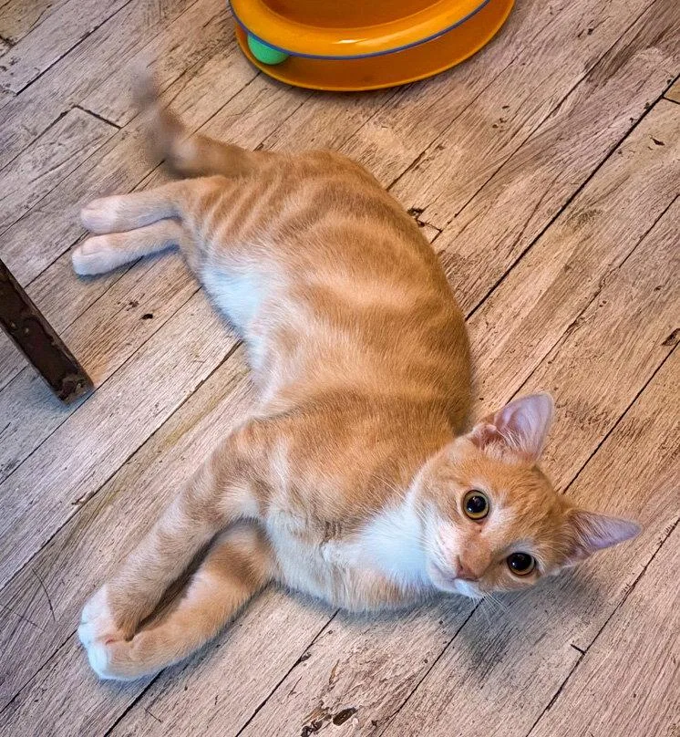 A baby medium-sized male Orange & White Domestic Short Hair cat named Dune for adoption in Lighthouse Point, FL