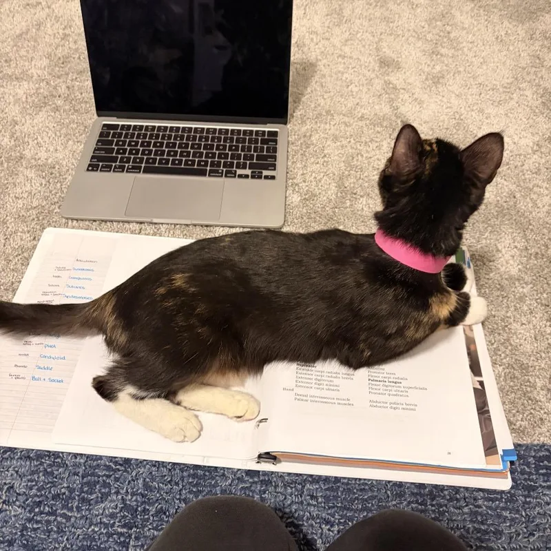 An adult medium-sized female Tortoiseshell Domestic Short Hair cat named Pecan  Nfsaw for adoption in New York, NY