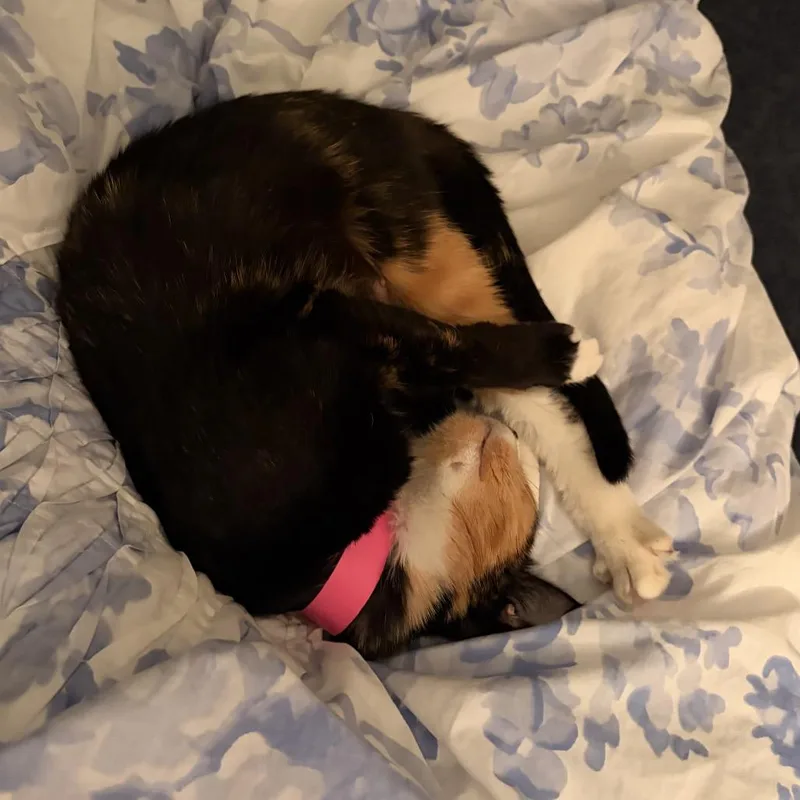 Pecan  Nfsaw thumbnail 2