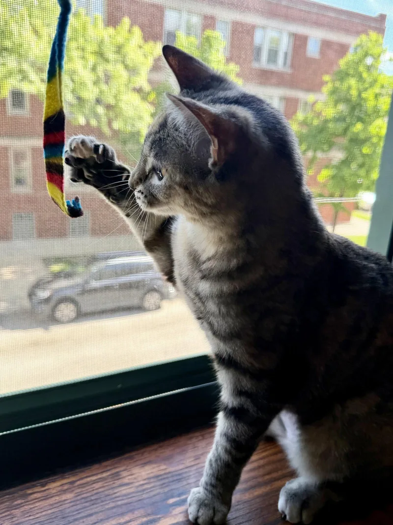 A young medium-sized female Domestic Short Hair cat named Listen Linda for adoption in Wheaton, IL