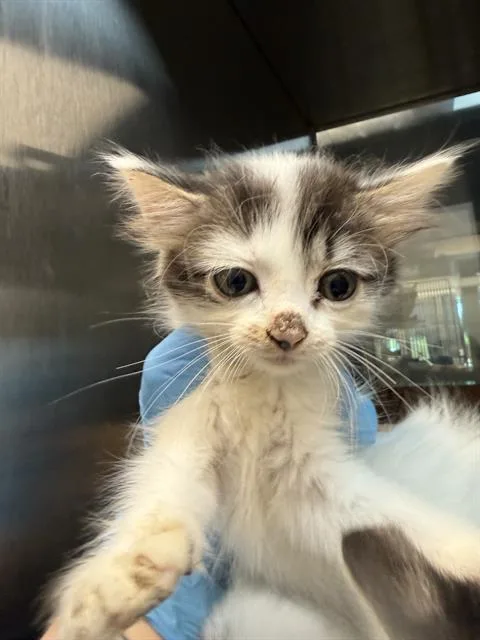 A baby small-sized male Domestic Medium Hair cat named Oreo for adoption in Baytown, TX