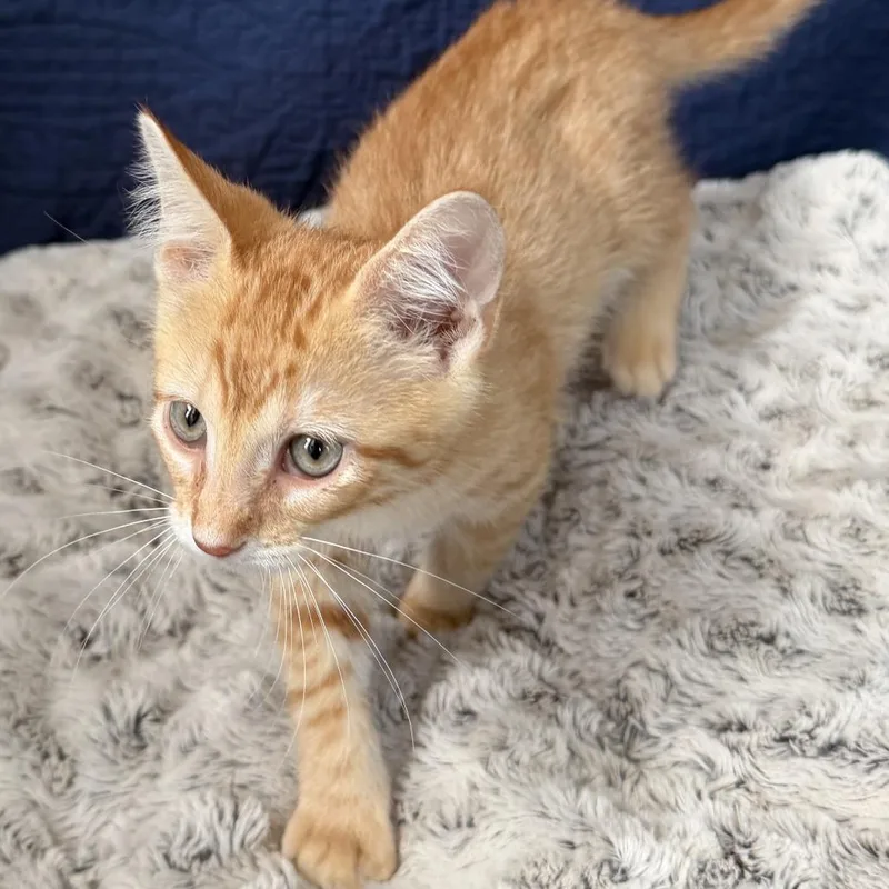 A baby small-sized male Orange / Red Domestic Short Hair cat named Blake for adoption in Huntsville, AL