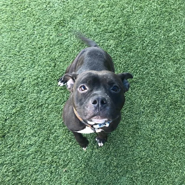 An adult medium-sized female Mixed Breed dog named Nugget for adoption in Dallas, TX