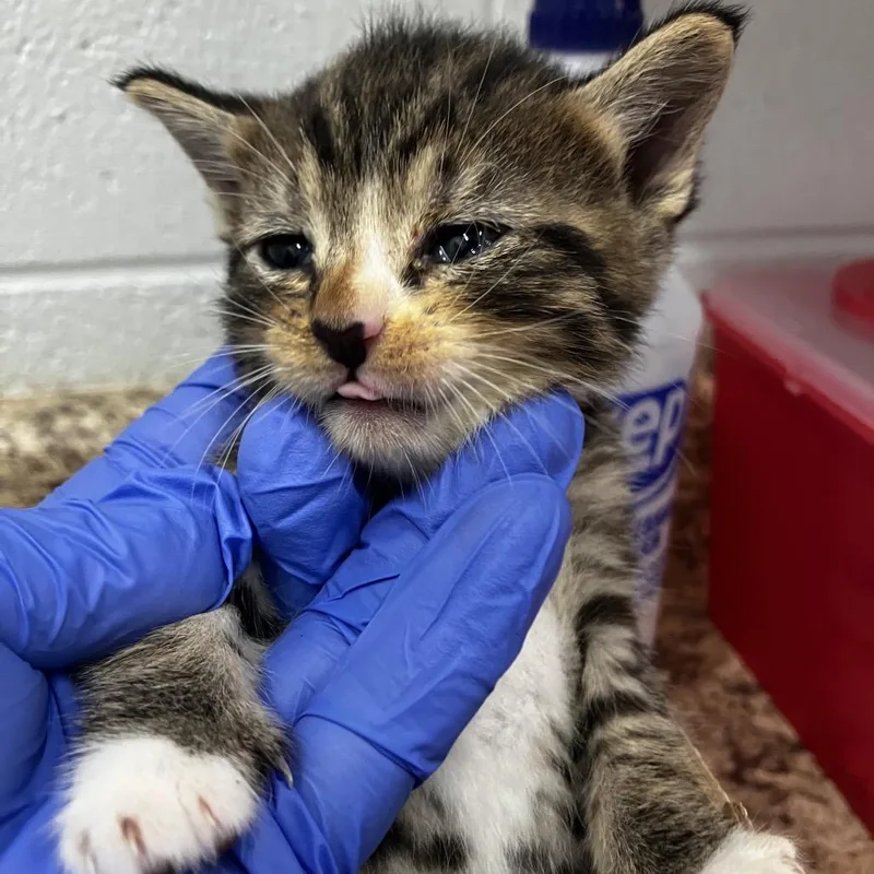 A baby small-sized male Brown / Chocolate Domestic Short Hair cat named Milo for adoption in Marshall, VA