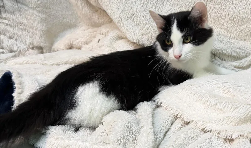 A young medium-sized female Black & White / Tuxedo Domestic Medium Hair cat named Doodlebop for adoption in Wetumpka, AL