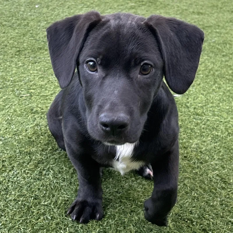 A baby small-sized male Black Terrier dog named Mars for adoption in LOXAHATCHEE, FL