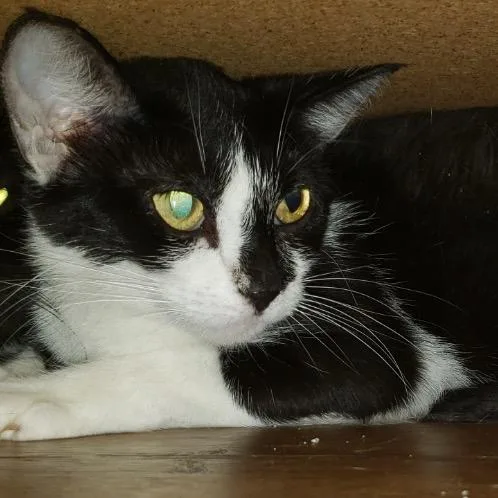 A young medium-sized female American Shorthair cat named Lenette for adoption in mount vernon, AR