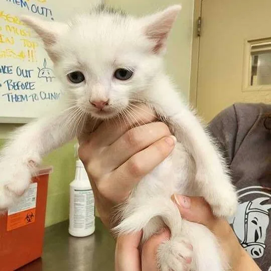 A baby small-sized male White Domestic Short Hair cat named Ino name for adoption in Perkiomenville, PA