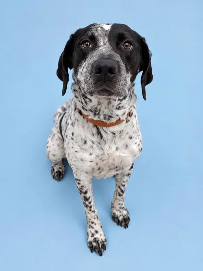 An adult large-sized female German Shorthaired Pointer dog named Willa for adoption in Gulfport, MS