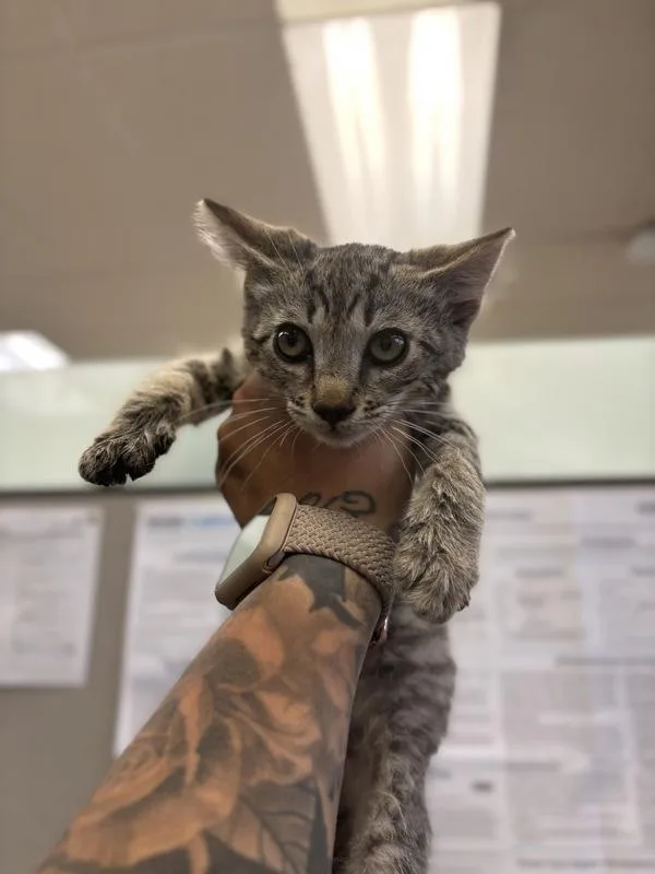 A baby medium-sized male Domestic Short Hair cat named Colby for adoption in Victorville, CA