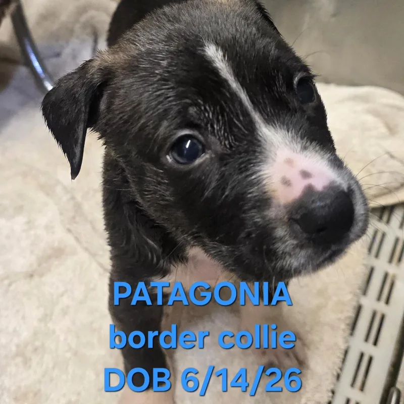 A baby medium-sized male White / Cream Border Collie dog named Patagonia for adoption in Athens, AL