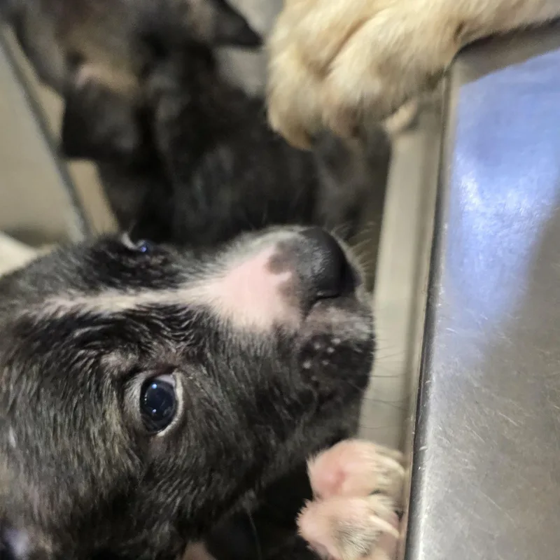 Patagonia thumbnail 5