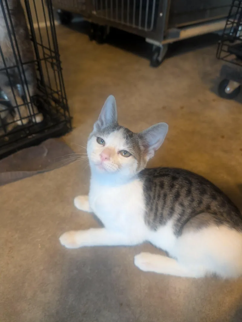 A baby medium-sized female Tabby (Brown / Chocolate) Domestic Short Hair cat named Nutmeg for adoption in fennville, MI