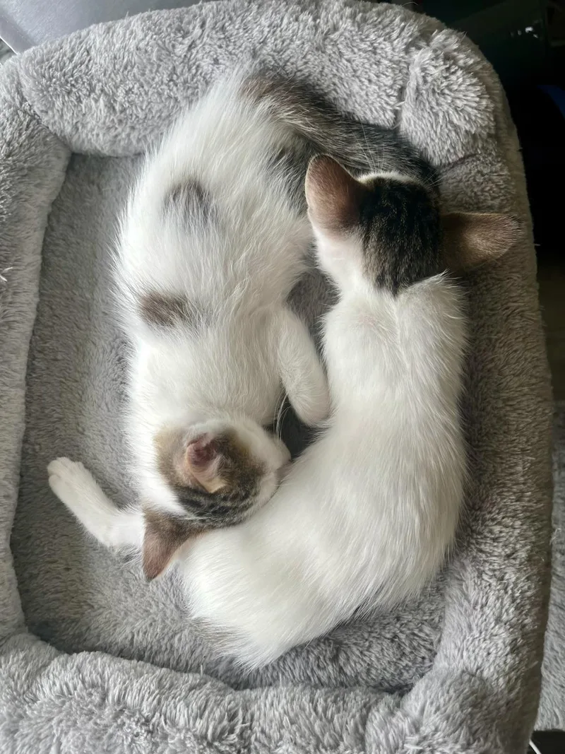 A baby small-sized female Black & White / Tuxedo Domestic Short Hair cat named Andrea& Meadow Bonded for adoption in Boca Raton, FL
