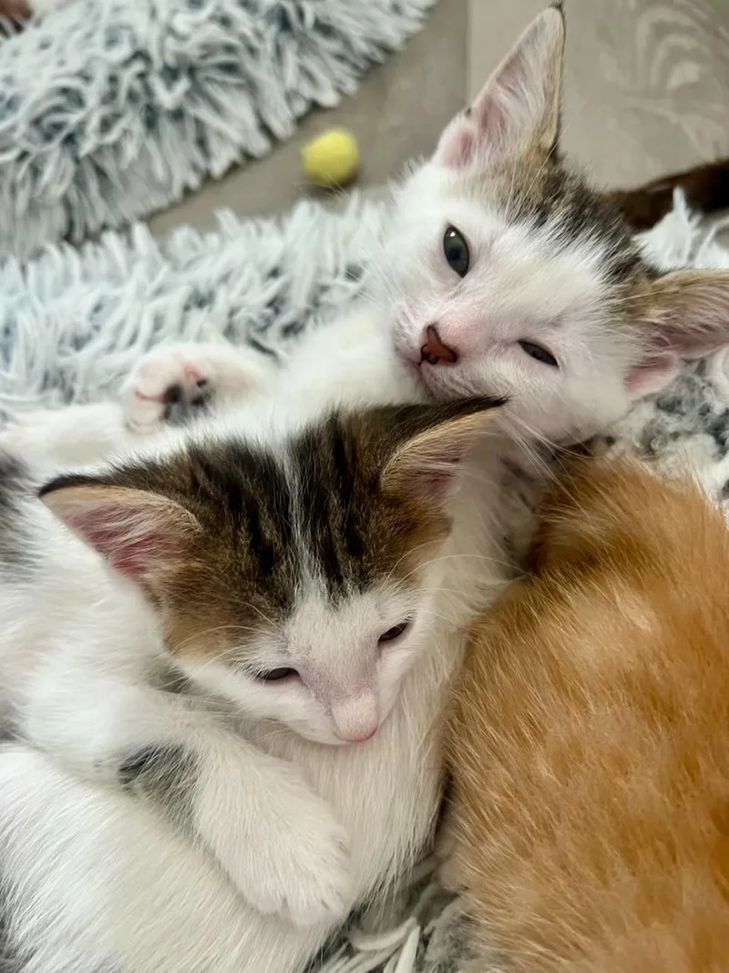 Andrea& Meadow Bonded thumbnail 3