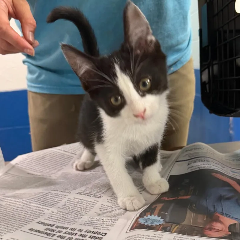 A baby small-sized male Black Domestic Short Hair cat named Buckwheat for adoption in Newport, NC