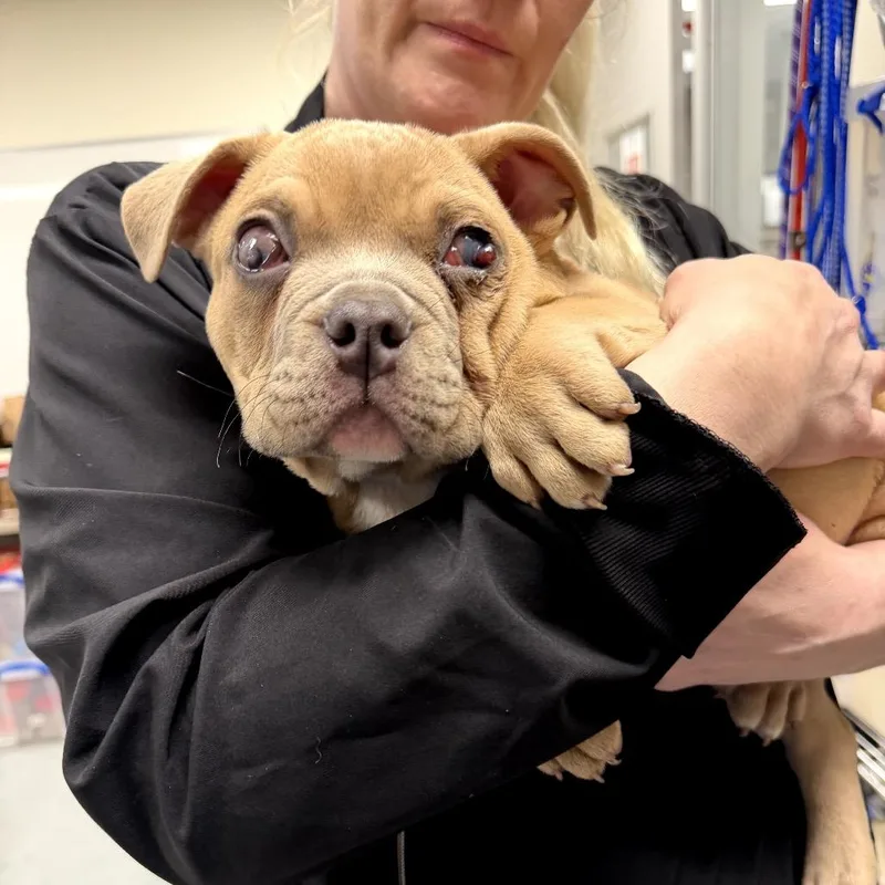 Golfball thumbnail 2