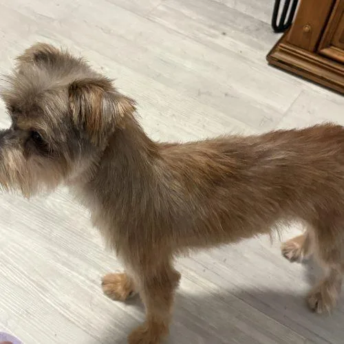 A young small-sized male Yorkshire Terrier dog named Shadow for adoption in Fort Lauderdale, FL