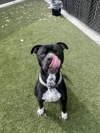 An adult large-sized male Mixed Breed dog named Mike for adoption in Lafayette, IN