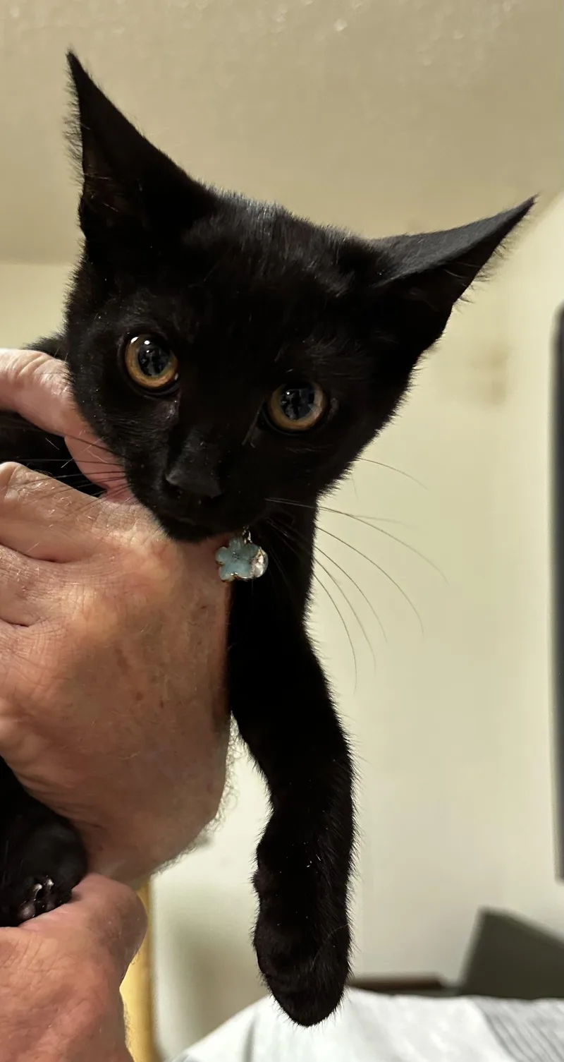 A baby small-sized male Domestic Short Hair cat named Darren for adoption in Long Beach, CA