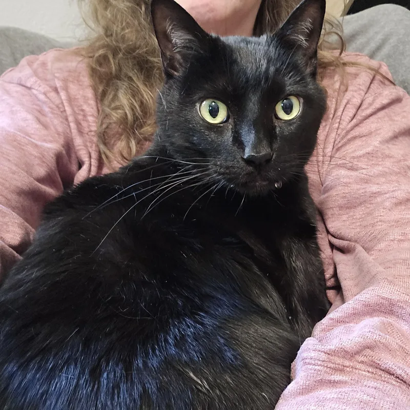 An adult large-sized male Black Domestic Short Hair cat named Shadow for adoption in Big Lake, MN