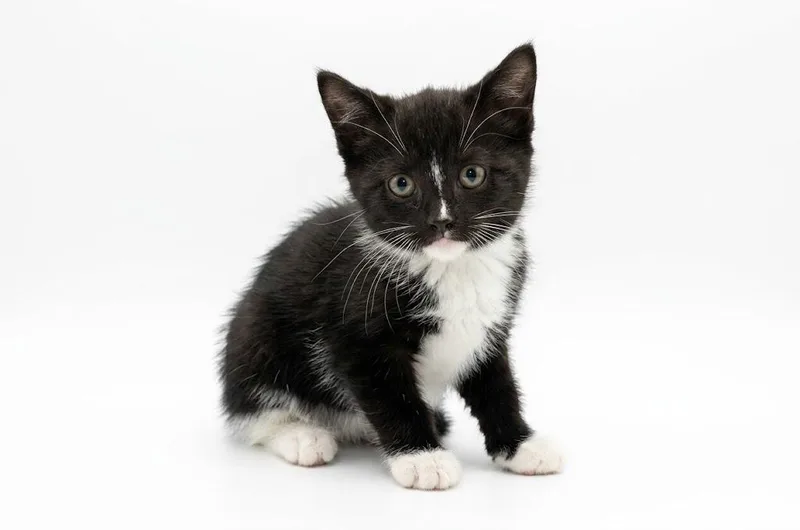 A baby large-sized female Domestic Short Hair cat named Demobat for adoption in Waverly, NY