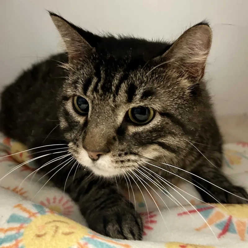 An adult large-sized male Brown / Chocolate Domestic Medium Hair cat named Pickles for adoption in St Joseph, MO