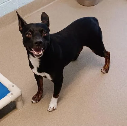 A young medium-sized male Mixed Breed dog named Maki for adoption in Pompano Beach, FL