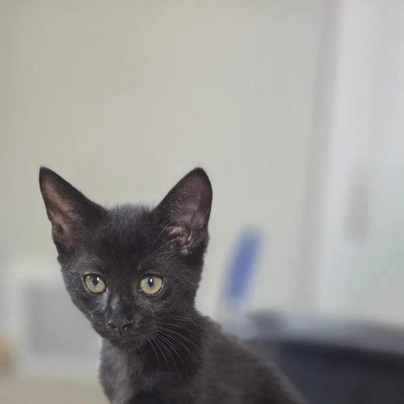 A baby medium-sized male Smoke Domestic Short Hair cat named Jaro for adoption in Hartville, OH