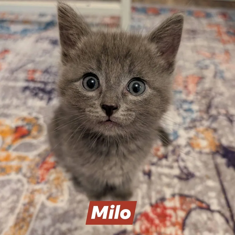 A baby small-sized male Russian Blue cat named Milo for adoption in Mabank, TX