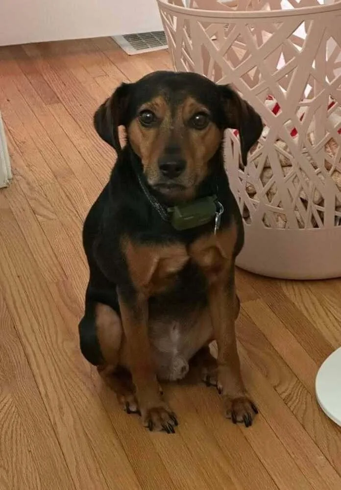 An adult small-sized male Beagle dog named Prancer for adoption in Peoria, IL