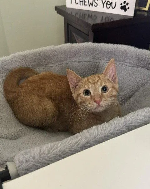 A young medium-sized male Orange / Red Domestic Short Hair cat named Oliver for adoption in Nashville, TN