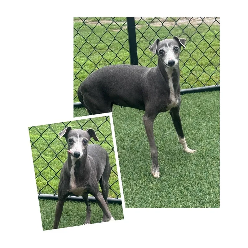 An adult small-sized female Italian Greyhound dog named Little Zippy for adoption in Zionsville, IN