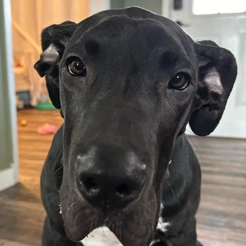 An adult small-sized male Black Great Dane dog named Mojo for adoption in Rogersville, MO