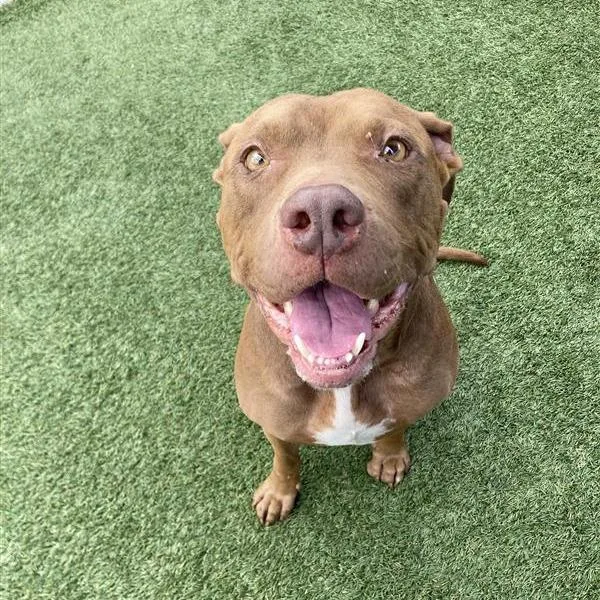 An adult medium-sized female Brown / Chocolate Pit Bull Terrier dog named Bashful for adoption in Hawthorne, CA
