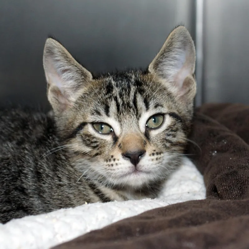 A baby small-sized female Gray / Blue / Silver Domestic Short Hair cat named Jane for adoption in West Palm Beach, FL