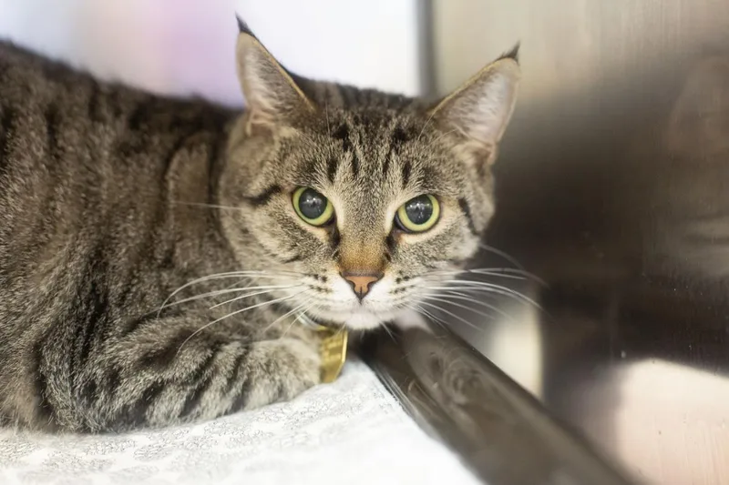 An adult medium-sized female Domestic Short Hair cat named Sugar for adoption in Mountain Home, AR