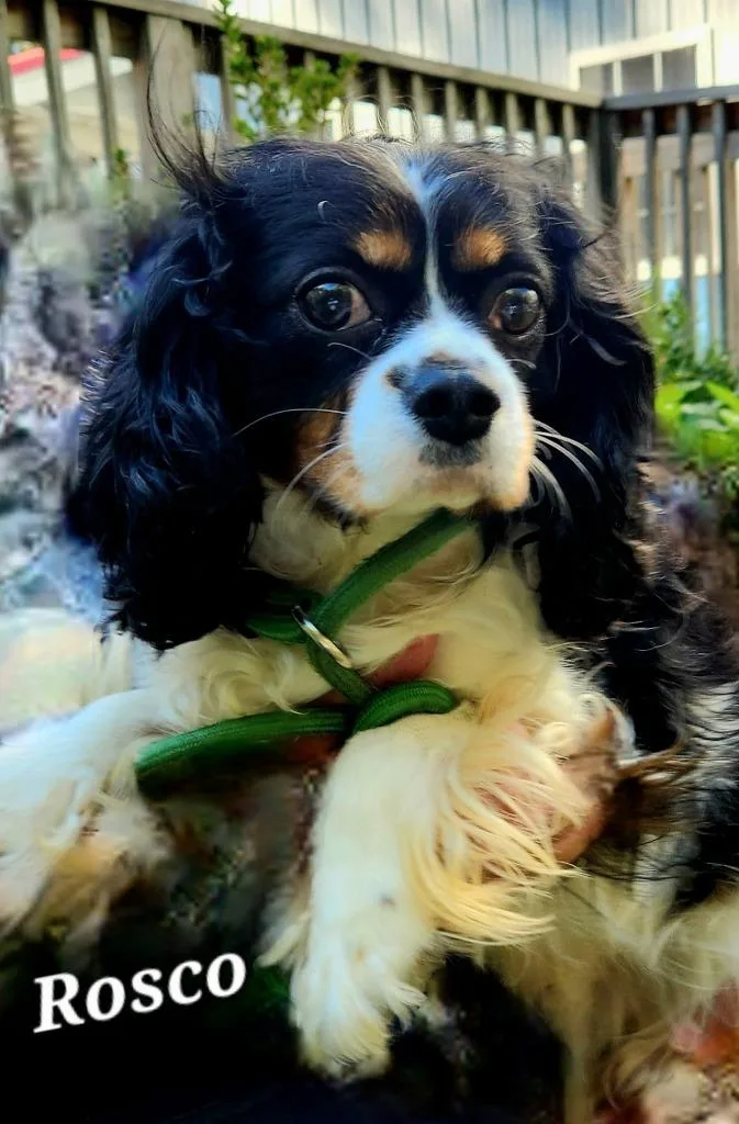 An adult medium-sized male Cavalier King Charles Spaniel dog named Rosco for adoption in Cambridge, MD
