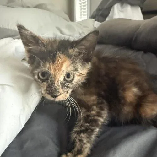 A baby small-sized female Tortoiseshell Domestic Short Hair cat named Little Missy for adoption in Tampa, FL