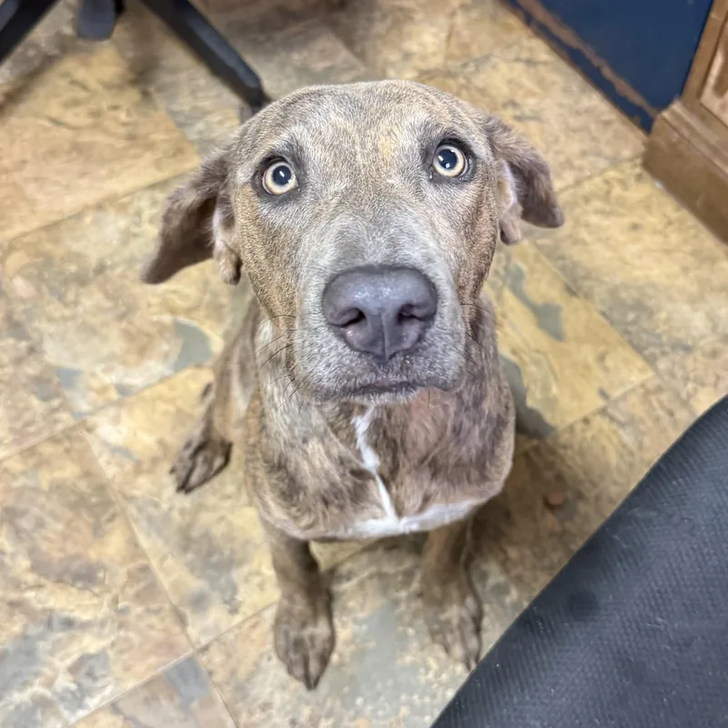A young medium-sized female Brindle Mixed Breed dog named Hera for adoption in Columbia, SC