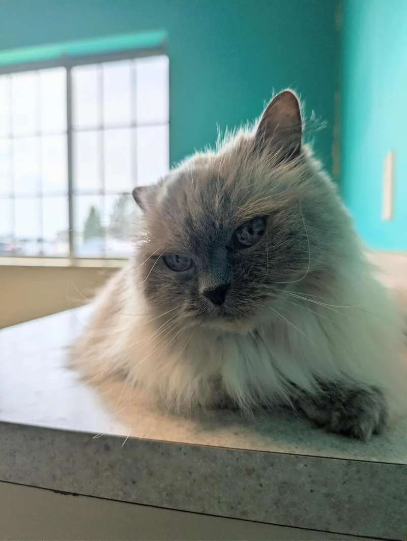 Bellissima The Retired Fancy