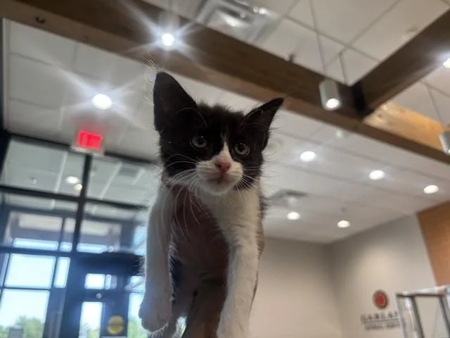 A baby small-sized female Domestic Short Hair cat named Whiskey for adoption in Garland, TX