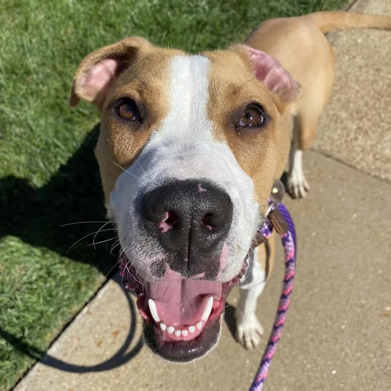 Stallion thumbnail 2