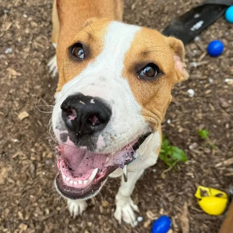 Stallion thumbnail 3