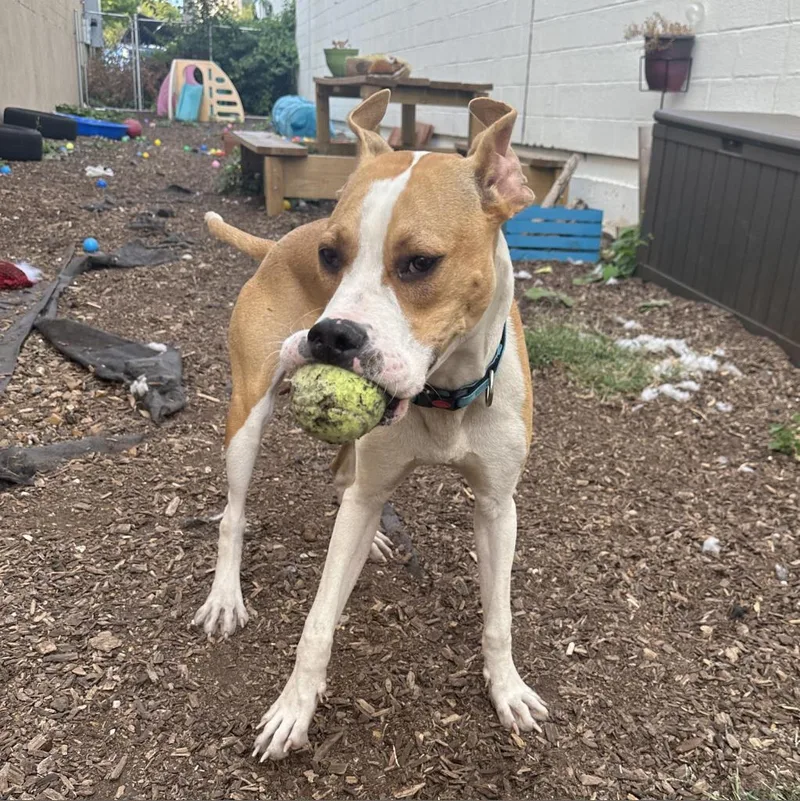 Stallion thumbnail 4