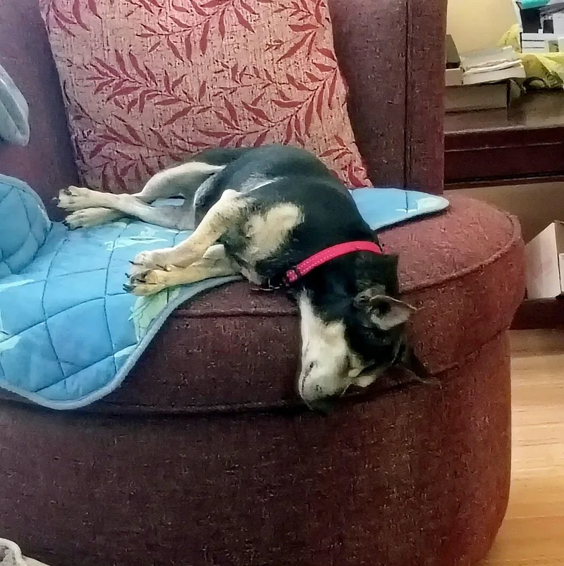 An adult small-sized female Chihuahua dog named Dannie for adoption in Maybrook, NY