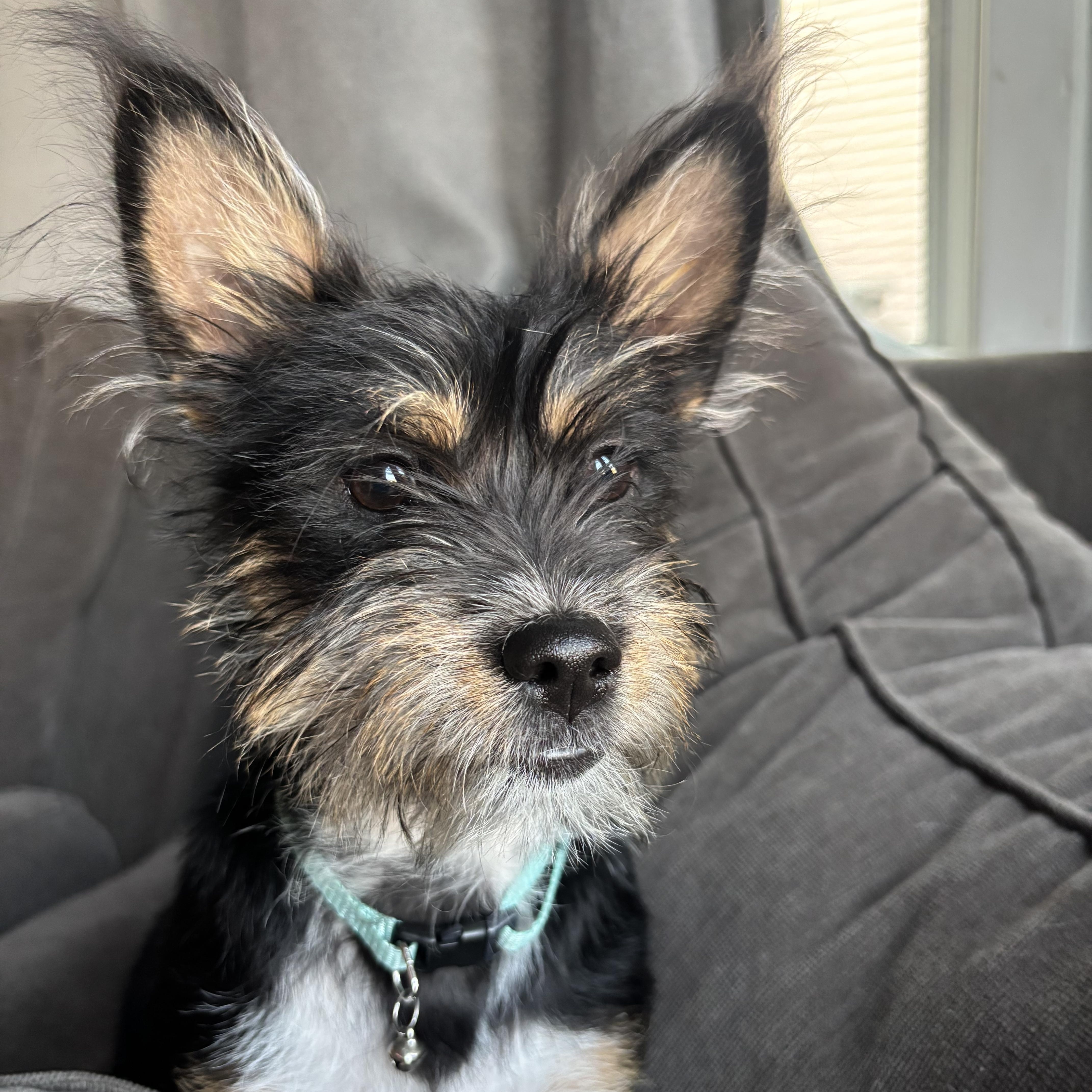 A baby small-sized female Black Cairn Terrier dog named Winnie for adoption in Rochester Hills, MI